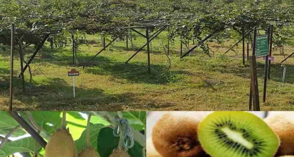 KIVI FRUIT SUCESS FARM