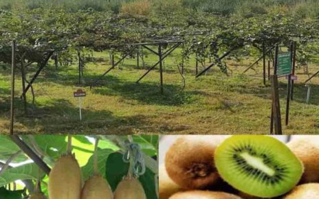 KIVI FRUIT SUCESS FARM