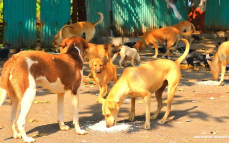 Akola: 25 dogs