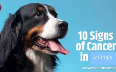 Risk of cancer in animals