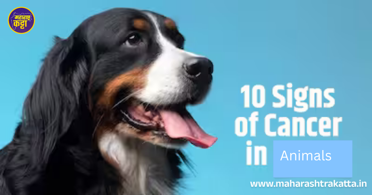 Risk of cancer in animals