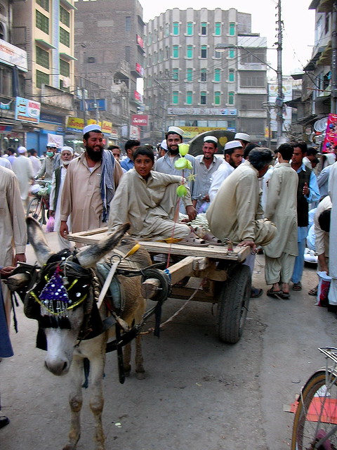 Pakistan earns crores by selling donkeys to China