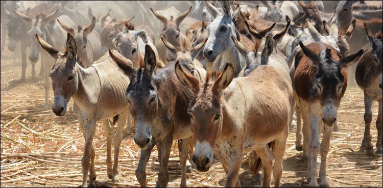 China -pakistan Donkeys