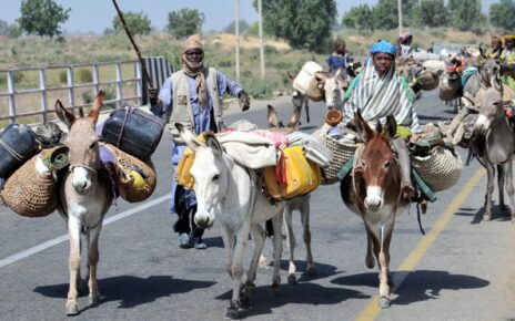 Pakistan earns crores by selling donkeys to China